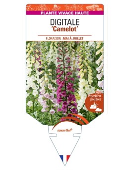 DIGITALIS (purpurea) Camelot