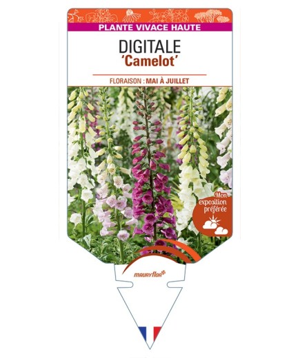 DIGITALIS (purpurea) Camelot
