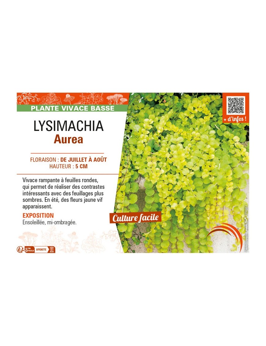 LYSIMACHIA AUREA