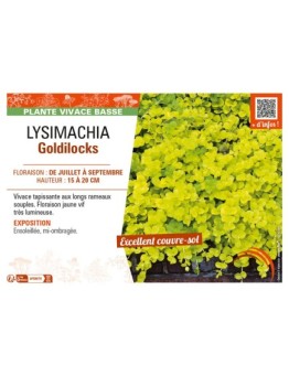 LYSIMACHIA GOLDILOCKS