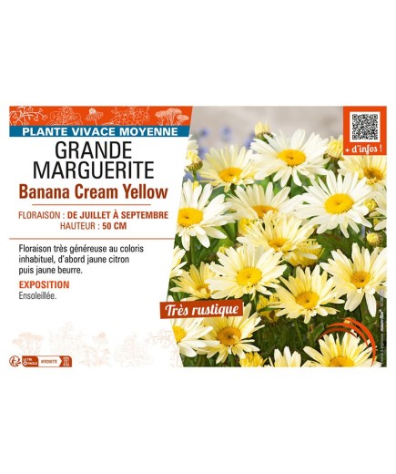 (GRANDE) MARGUERITE Banana Cream Yellow