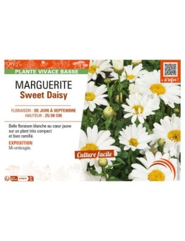 MARGUERITE SWEET DAISY