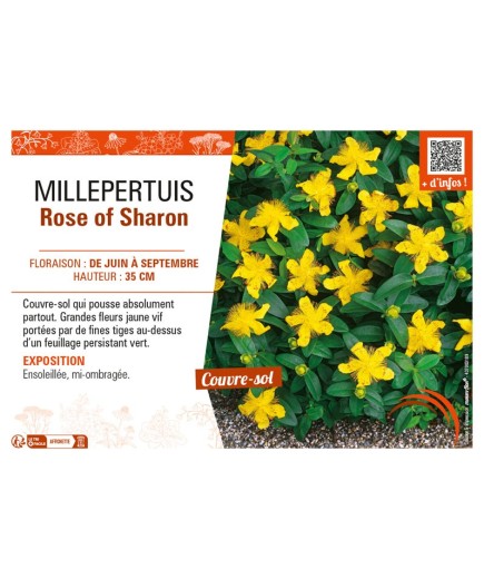 MILLEPERTUIS ROSE OF SHARON