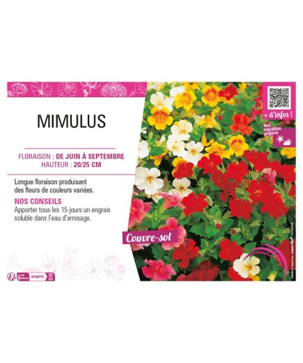 MIMULUS