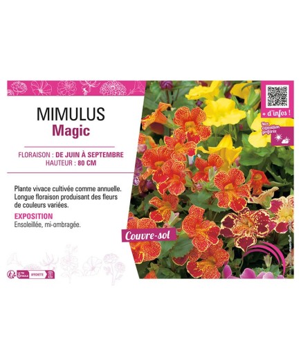 MIMULUS MAGIC