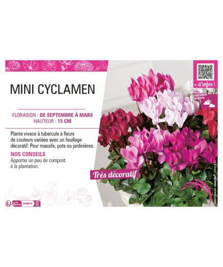 MINI CYCLAMEN