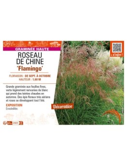 MISCANTHUS sinensis Flamingo voir ROSEAU DE CHINE