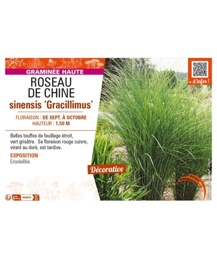 MISCANTHUS sinensis Gracillimus voir ROSEAU DE CHINE