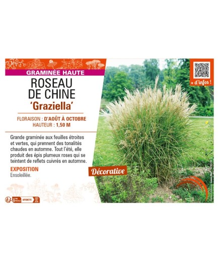 MISCANTHUS sinensis Graziella voir ROSEAU DE CHINE