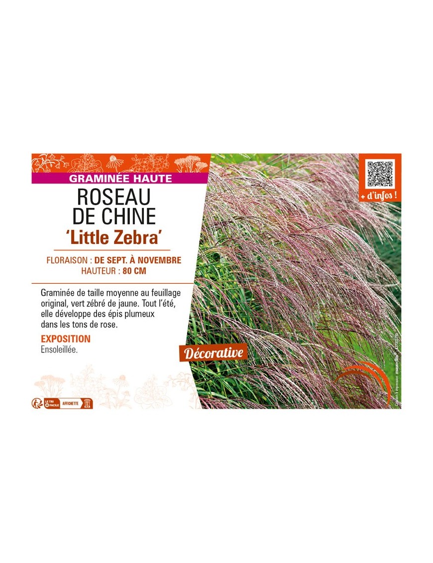 MISCANTHUS sinensis Little Zebra voir ROSEAU DE CHINE