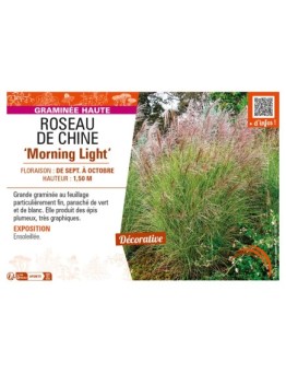 MISCANTHUS sinensis Morning Light voir ROSEAU DE CHINE