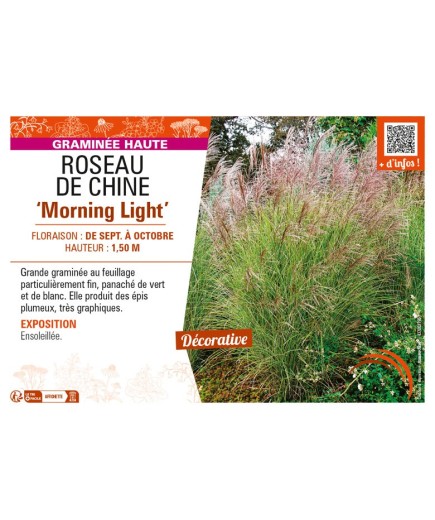 MISCANTHUS sinensis Morning Light voir ROSEAU DE CHINE