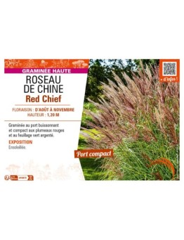 MISCANTHUS sinensis Red Chief voir ROSEAU DE CHINE