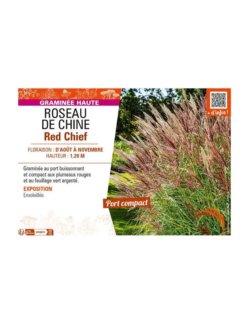 MISCANTHUS sinensis Red Chief voir ROSEAU DE CHINE