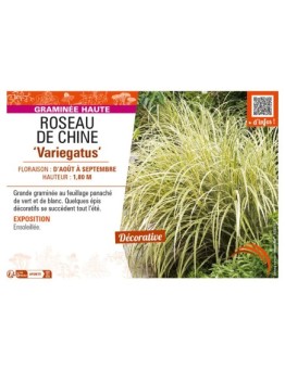 MISCANTHUS sinensis Variegatus voir ROSEAU DE CHINE