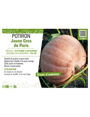 POTIRON JAUNE GROS DE PARIS