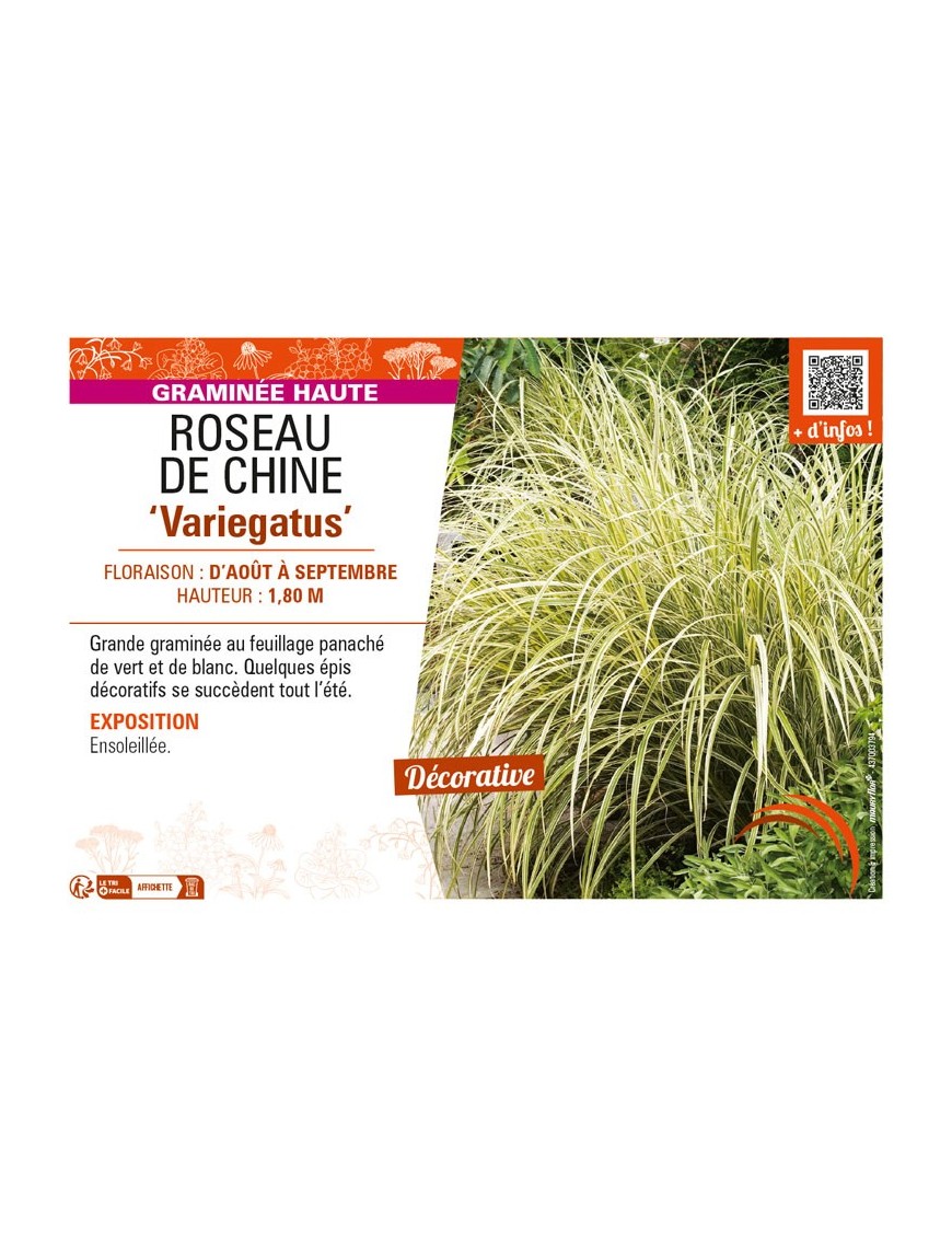 MISCANTHUS sinensis Variegatus voir ROSEAU DE CHINE