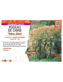 MISCANTHUS sinensis Yaku-Jima voir ROSEAU DE CHINE