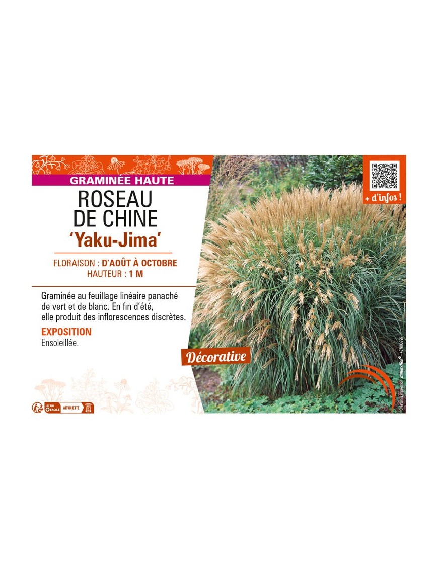MISCANTHUS sinensis Yaku-Jima voir ROSEAU DE CHINE