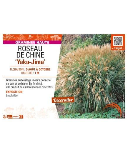 MISCANTHUS sinensis Yaku-Jima voir ROSEAU DE CHINE
