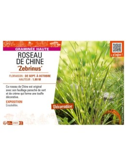 MISCANTHUS sinensis Zebrinus voir ROSEAU DE CHINE