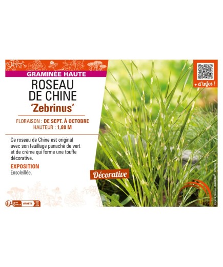MISCANTHUS sinensis Zebrinus voir ROSEAU DE CHINE