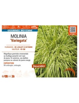 MOLINIA (caerulea) Variegata