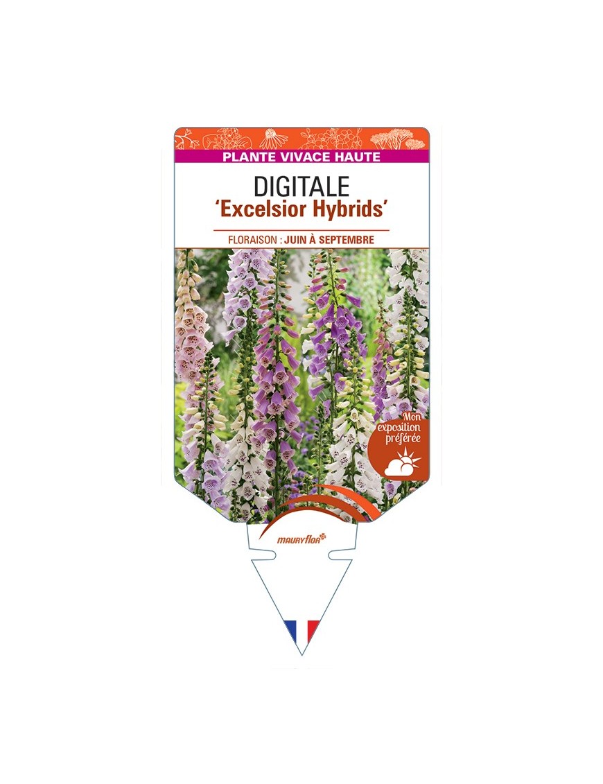 DIGITALIS (purpurea) Excelsior Hybrids