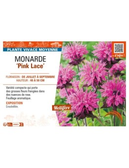 MONARDA (didyma) Pink Lace