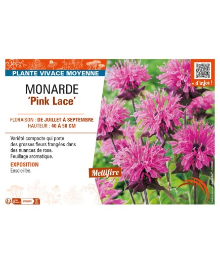 MONARDA (didyma) Pink Lace