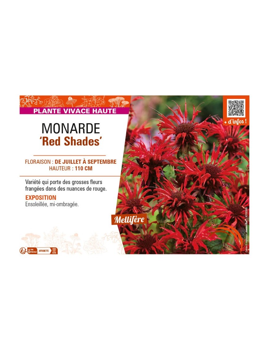 MONARDA (didyma) Red Shades