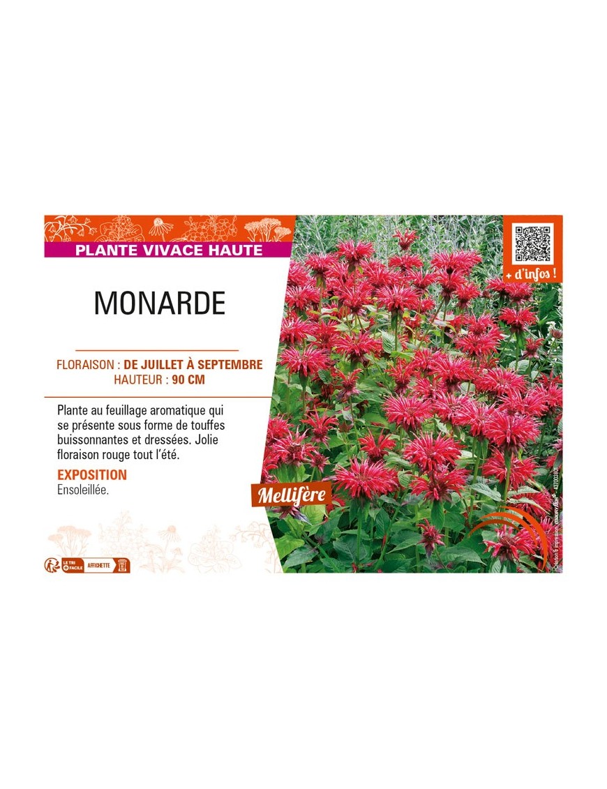 MONARDA (rouge)