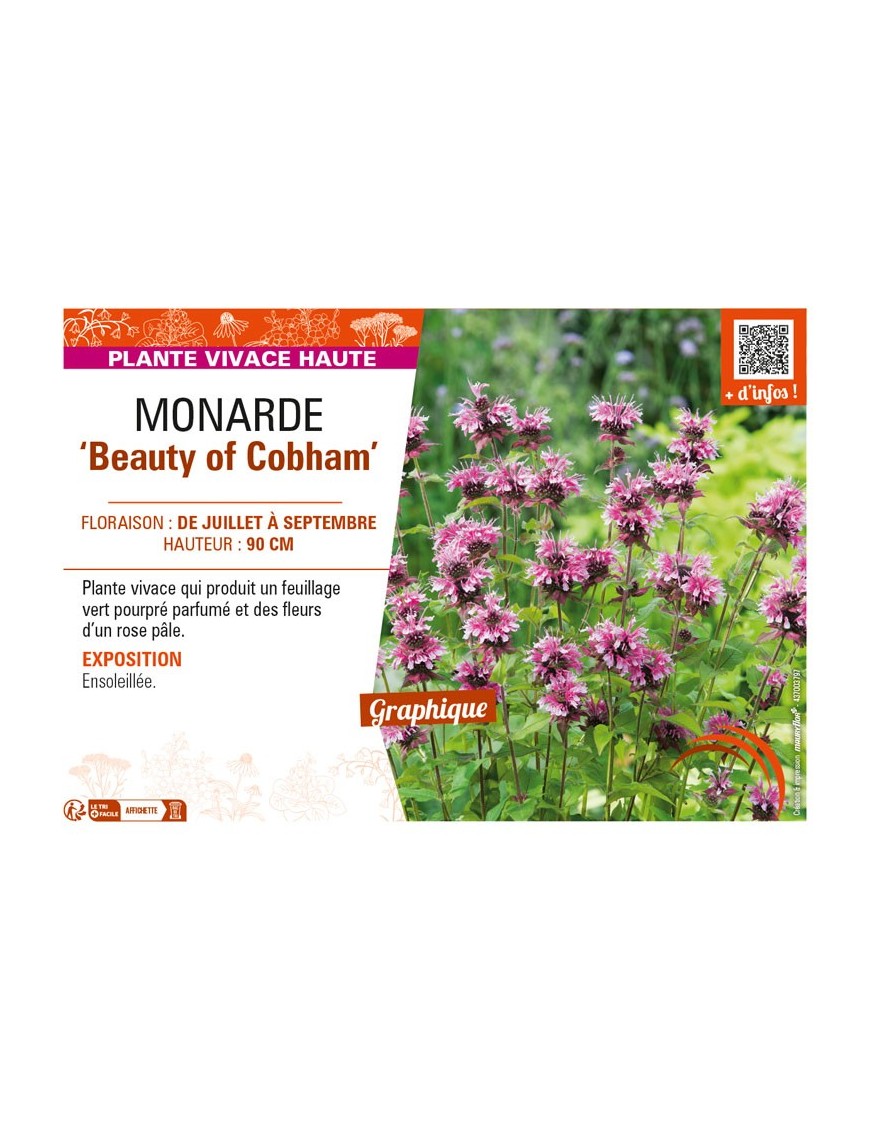 MONARDA Beauty of Cobham