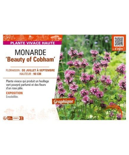 MONARDA Beauty of Cobham