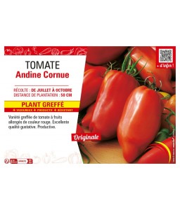 TOMATE ANDINE CORNUE plant greffé