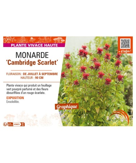 MONARDA Cambridge Scarlet