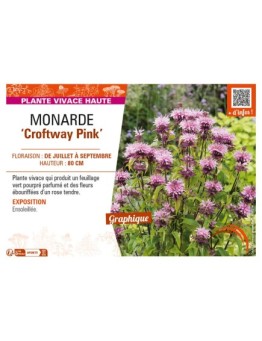 MONARDA Croftway Pink