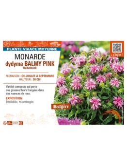 MONARDA didyma BALMY PINK Balbalmink’
