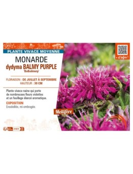 MONARDA didyma BALMY PURPLE Balbalmurp’
