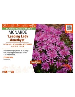 MONARDA Leading Lady Amethyst