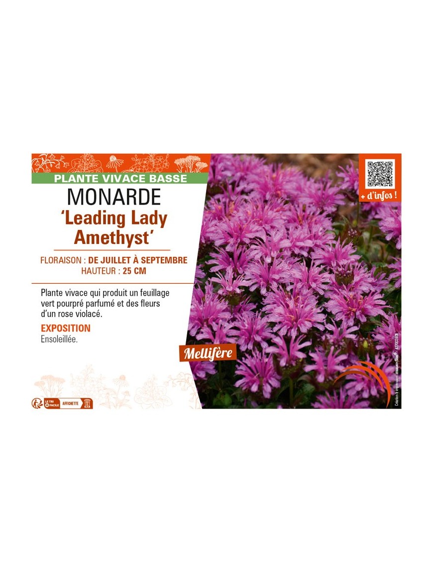 MONARDA Leading Lady Amethyst