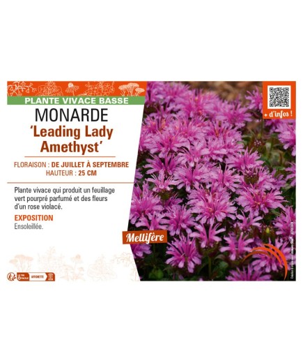 MONARDA Leading Lady Amethyst