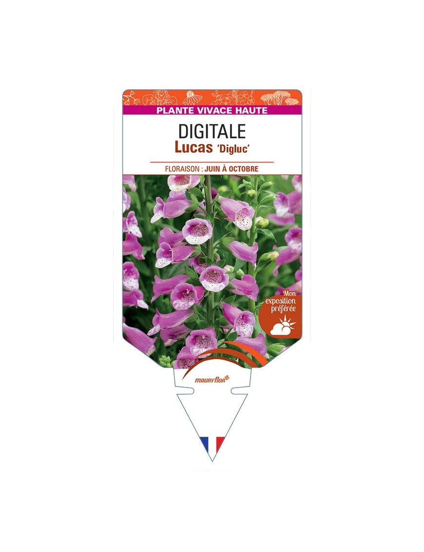 DIGITALIS (purpurea) Lucas Digluc