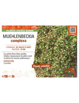 MUEHLENBECKIA COMPLEXA