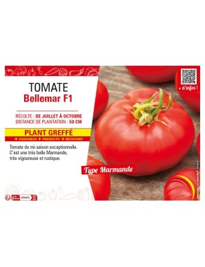 TOMATE BELLEMAR F1 plant...