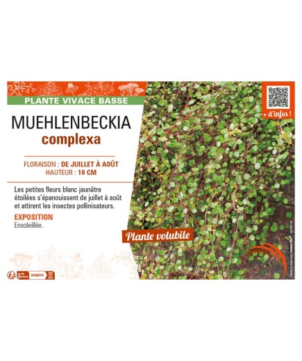MUEHLENBECKIA COMPLEXA
