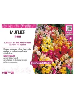 MUFLIER NAIN (varié)
