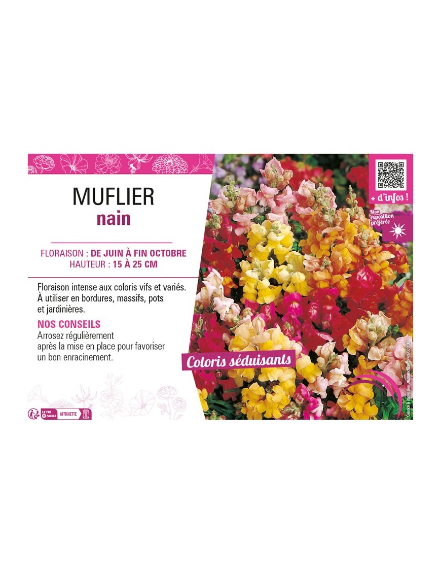 MUFLIER NAIN (varié)