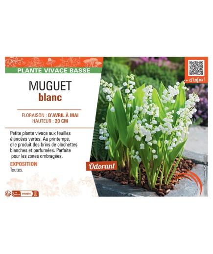 MUGUET BLANC