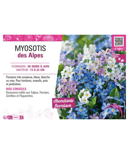 MYOSOTIS DES ALPES